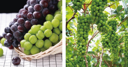 东西湖葡萄